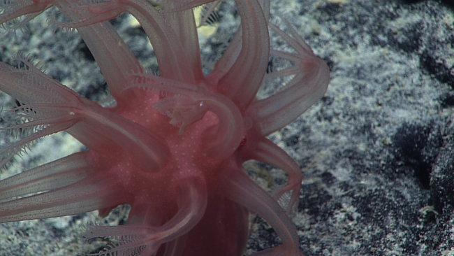 Closeup of a red anthomastus coral bush