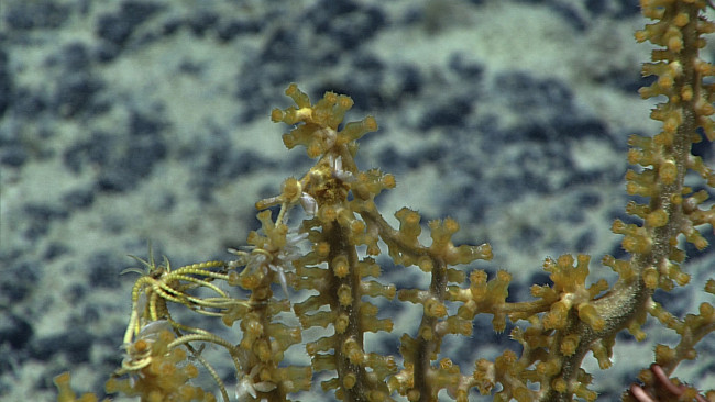 Yellow coral polyps, a yellow crinoid, and small barnacles appear to becovering a dead coral stalk