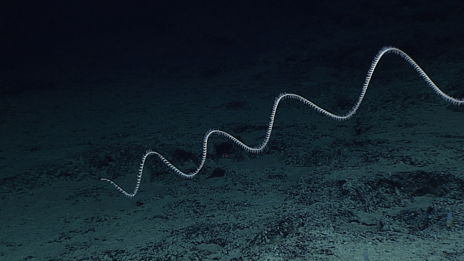 A large sine-wave-like black whip coral
