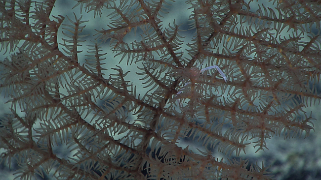 Closeup of the polyps of black coral bush (Stauropathes sp