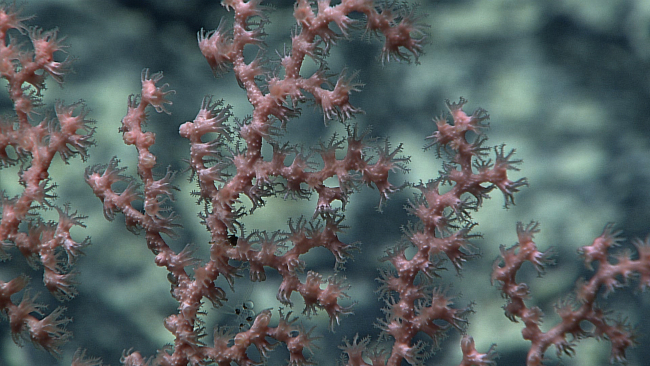 A pinkish brown octocoral bush with polyps extended
