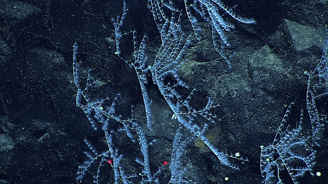 The chrysogorgid coral Pleurogorgia sp