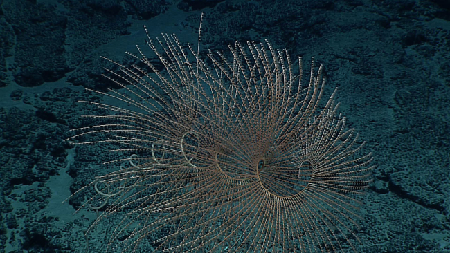 Iridogorgia magnispiralis coral