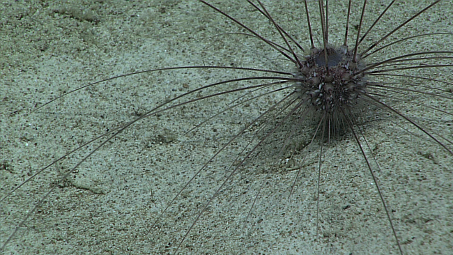 The very long-spined sea urchin - Aspidodiadema hawaiiense