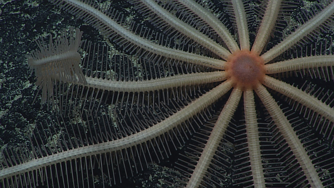 White brisingid starfish with thirteen arms and brown central disk
