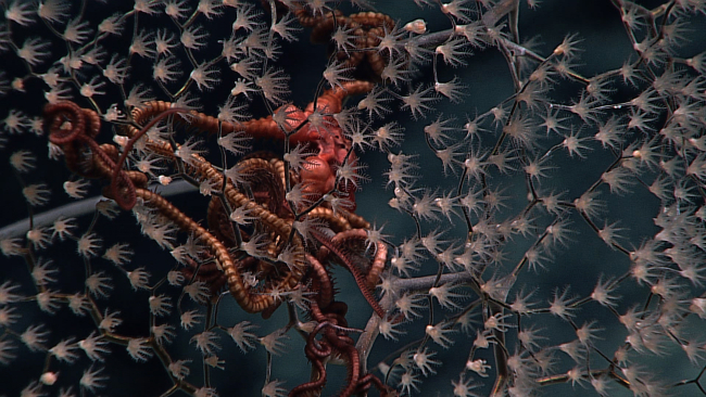Apparently at least two brittle stars intertwined in the branches of achrysogorgid coral bush