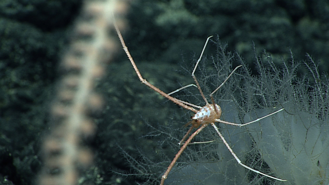 A squat lobster with extremely long thin chelae and legs on hydroid bushes