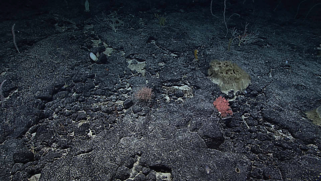 Although moderately sparse life forms on this rock substrate, they arerelatively diverse with at least four coral species and poliopogon sponges inthe view