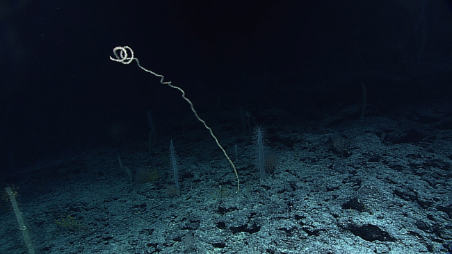 A large bamboo whip coral flanked by two large Walteria sp