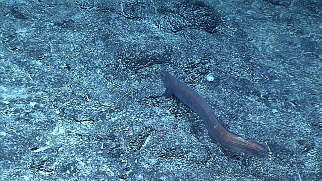 A cutthroat eel seemingly slithering along a rock bottom