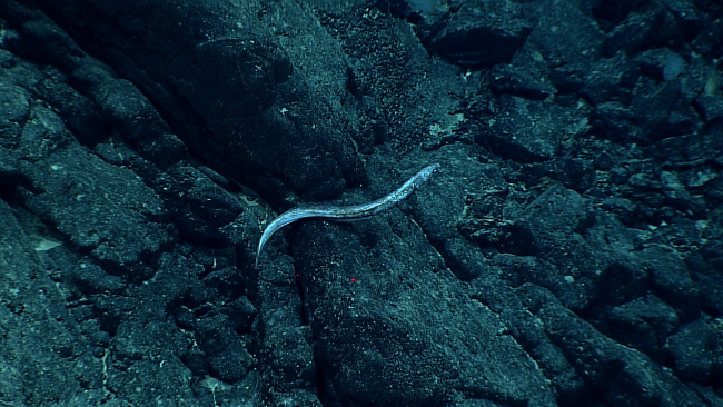 A somewhat mottled and scratched up cutthroat eel swims along the bottom