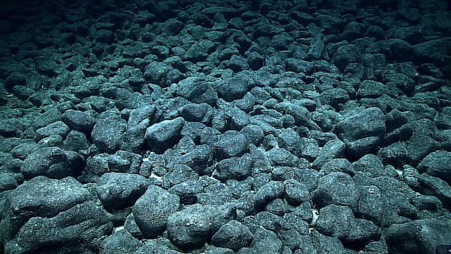 A field of manganese encrusted boulders relatively devoid of life