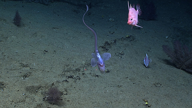 A jellynose eel, Hawaiian spikefish, and an unidentified (perhaps surgeonfish)fish