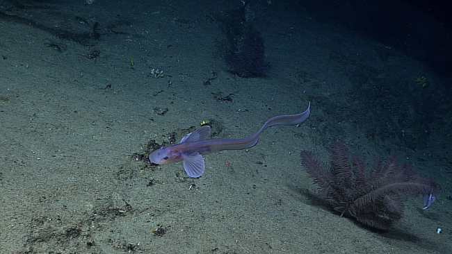 A jellynose eel cruising over a black coral bush on a sand bottom