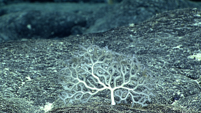 A small branching sponge