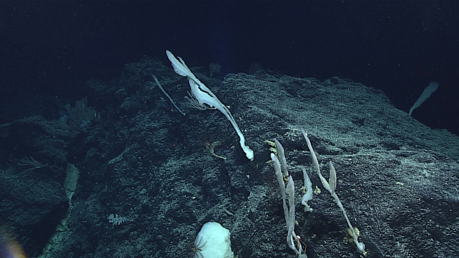 Deepsea glass sponges take many diverse forms