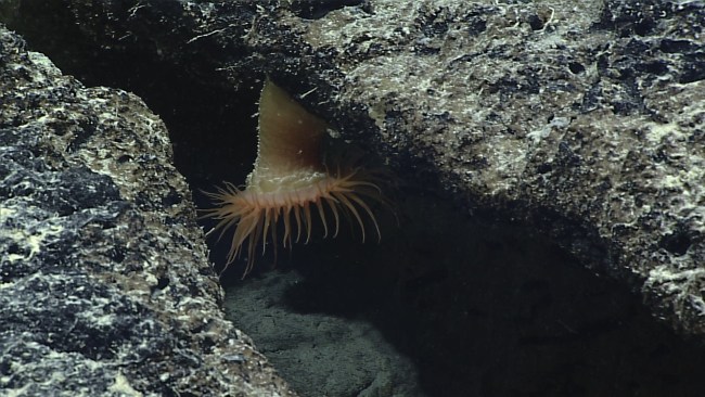 An orange deepsea anemone