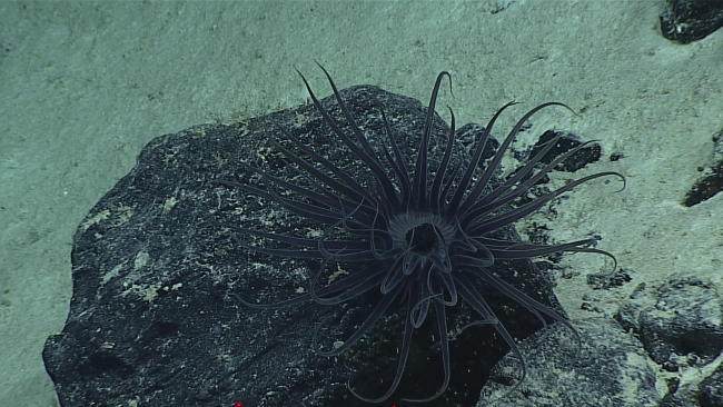 A black appearing anemone