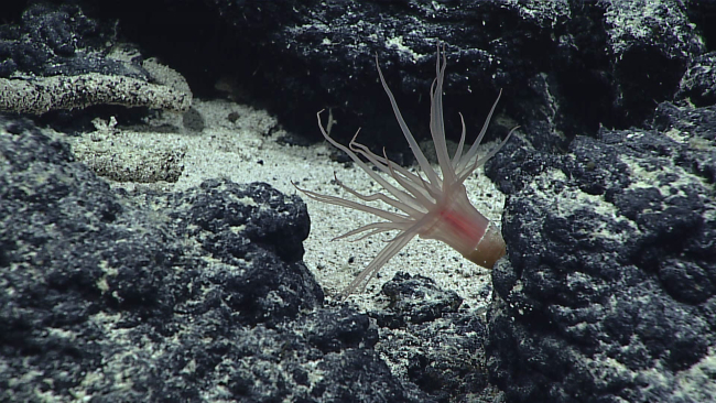A nearly translucent anemone with a red internal organs