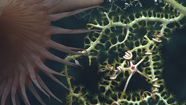 A large brown anemone and a large ophiuroid brittle star attached to a greenishoctocoral bush