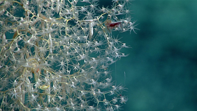 A delicate white octocoral with a ctenophore attached on the upper right and ayellow squat lobster