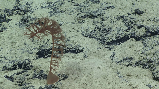 A brown sea pen coctocoral