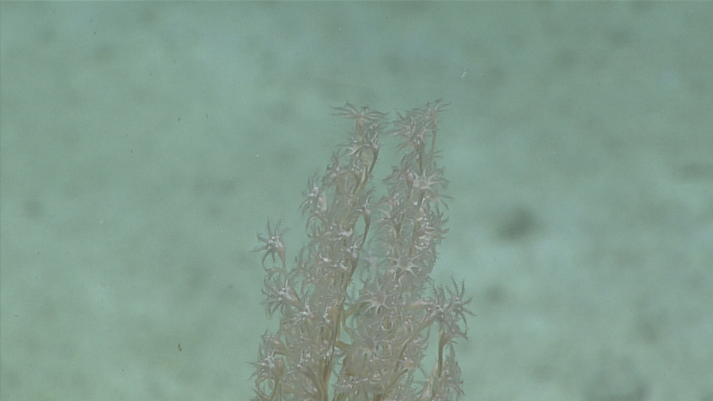 A translucent octocoral nearly the same color as the substrate