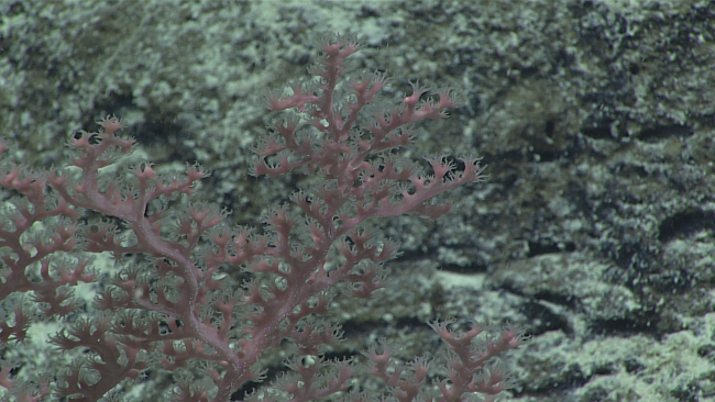 A pink octocoral