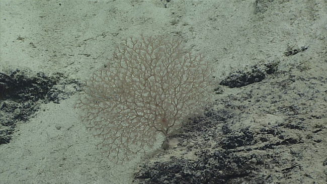 A brown octocoral