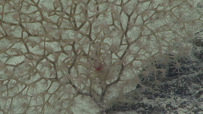 Closeup of brown octocoral with associated pinkish white squat lobster
