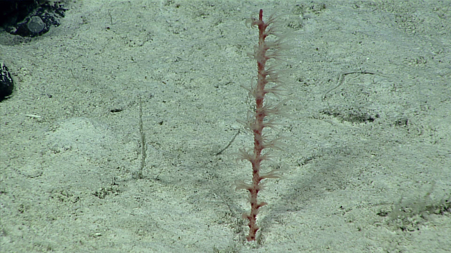 A small reddish sea pen with translucent polyps