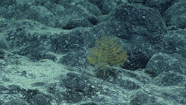 A yellow blackcoral bush on a rock substrate