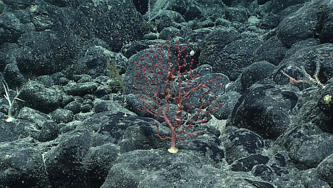 A small red octocoral