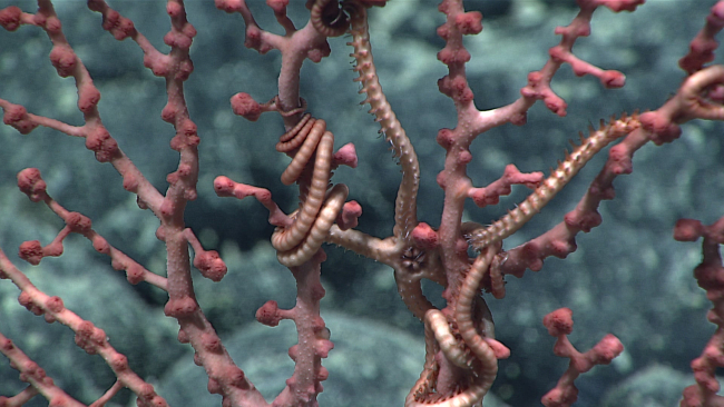 Closeup of associated ophiuroid brittlestar associated with small red octocoralwith polyps retracted