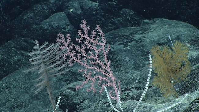 Pink and white octocorals and  pinkish white and yellow black coral bushes