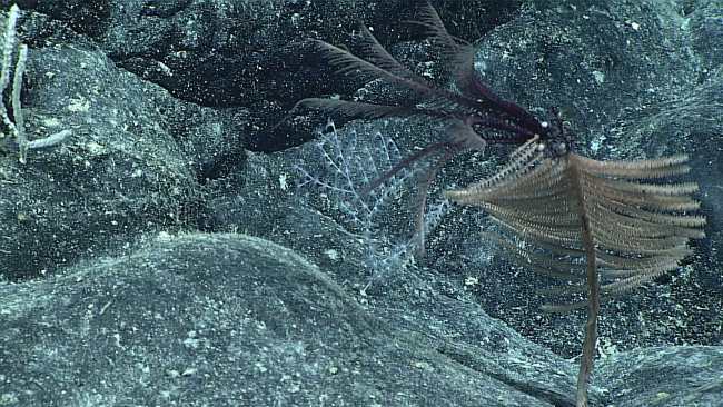 Two white octocorals and a brown black coral with a purple feather starcrinoid at its apex