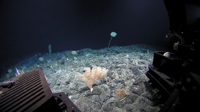 Corals and a large stalked sponge visible from Deep Discoverer