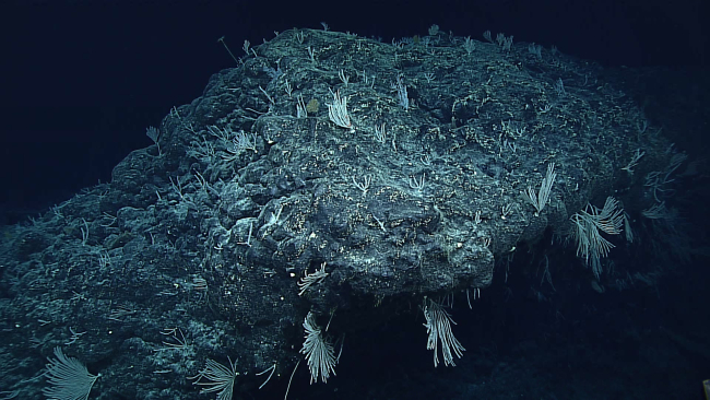 A scene dominated by white primnoid corals