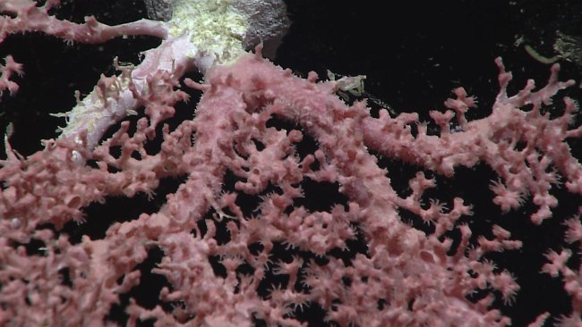 A pink octocoral with polyps extended