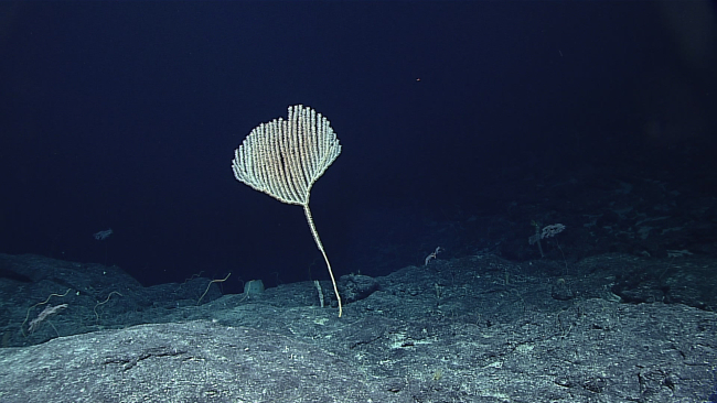 A candelabra shaped octocoral on a relatively long stalk