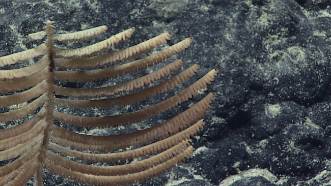 A brownish white black coral