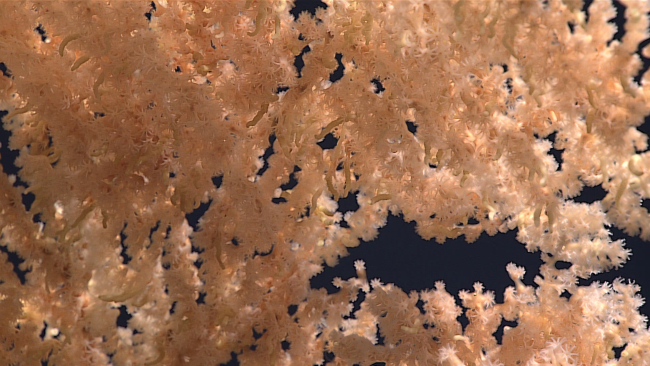 Brownish white polyps of the octocoral seen in image expn6273