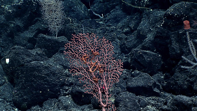 A pink gorgonian octocoral bush with reddish brown brittle stars