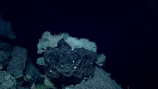 Primnoid coral bushes on a distinctive black rock outcrop