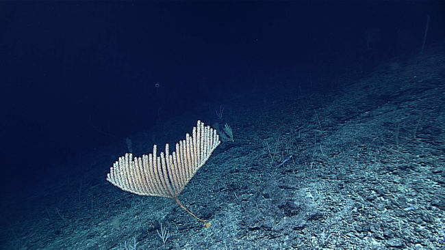 A primnoid coral bush having the form of an inverted candelabra
