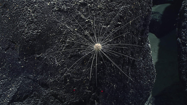 A very long-spined sea urchin - Aspidodiadematidae cf