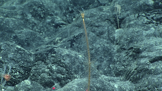 A sea lily crinoid that appears to have had its arms cut off and are nowregenerating