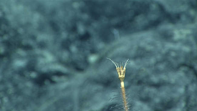 A sea lily crinoid that appears to have had its arms cut off and are nowregenerating