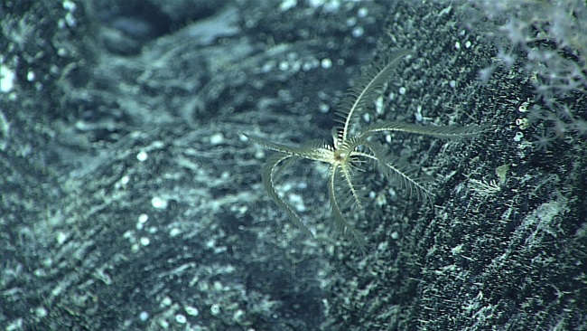 A white feather star crinoid