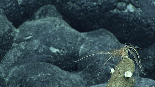 A white feather star crinoid on top of a dead sponge